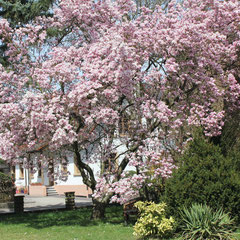 Im Kirchgarten ist der Magnolienbaum in voller Pracht 