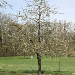 Im Sommerfeld treibt der erste Kirschbaum aus