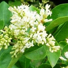 Troène Commun (ligustrum vulgare) - photo©A-M Uyttenbroeck