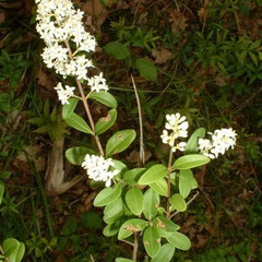 Troène Commun (ligustrum vulgare) - photo©A-M Uyttenbroeck