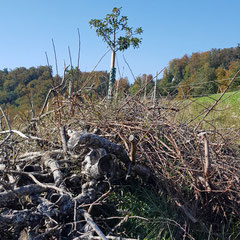 Oktober 2020: Ein Asthaufen wartet auf tierische Bewohner.