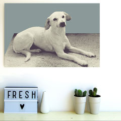 Foto eines hellen Hundes als Wandbild, freundliche Kunst für Wartezimmer in Praxis und Klinik
