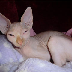 Anubis