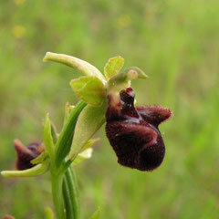 Oprhys incubacea - Ophrys noir