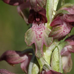 Anacamptis coriophora fragrans  - Orchis parfumé