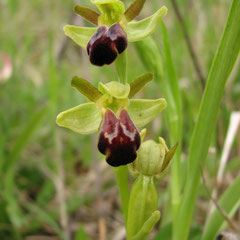 Ophrys sulcata - Ophrys silloné