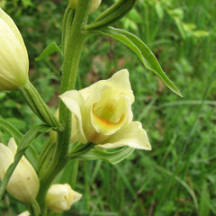Cephalanthera damasonium - Céphalanthère blanchâtre