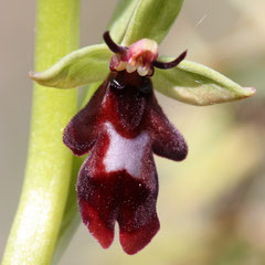 Ophrys insectifera ( détails fleur) - Ophrys mouche