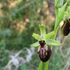 Ophrys speghodes - Ophrys araignée
