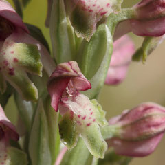 Anacamptis coriophora fragrans  - Orchis parfumé