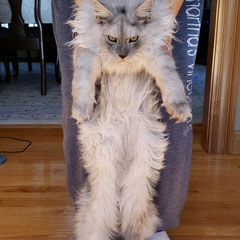 maine coon cats for sale