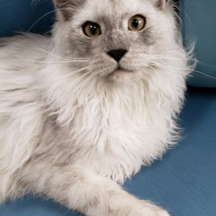 maine coon kittens for sale near me