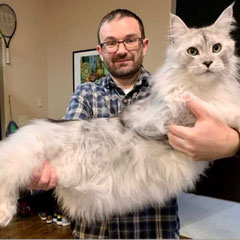 silver maine coon kitten - grey maine coon cat - maine coon kittens for sale