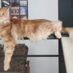 giant maine coon kitten