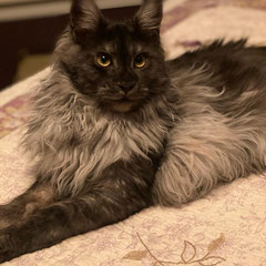 black smoke maine coon cat