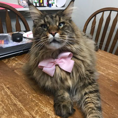 maine coon kittens for sale