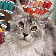 purchase maine coon cat