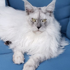 Luxury cats luxury pets