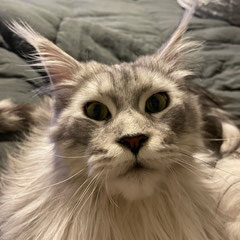 main coon kittens for sale alabama