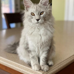 maine coon cats for sale near me