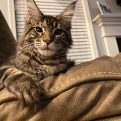 maine coon cats for sale