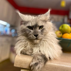 giant maine coon kittens for sale