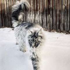 Maine coon cat outside snow