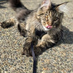 russian maine coon kittens for sale