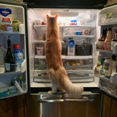 orange maine coon cat