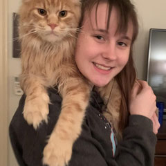 maine coon cat breeders