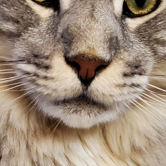 purchase maine coon cat