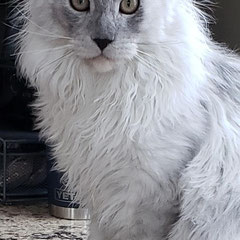 silver maine coon