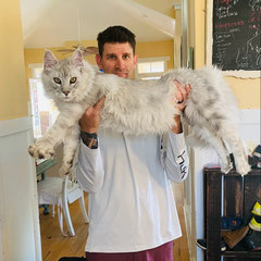 maine coon cat breed for sale