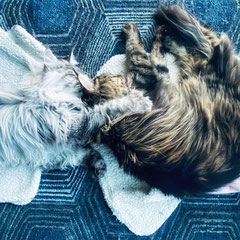 maine coon cat breeders