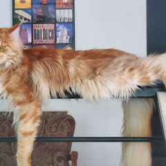 maine coon cats for sale