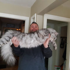 grey maine coon cat - blue silver mackerel tabby giant maine coon