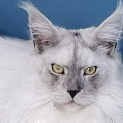 maine coon kittens for sale near me