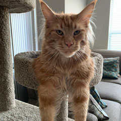 ginger maine coon