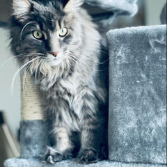maine coon cat