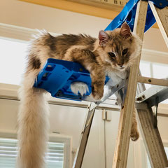 maine coon cat breeders