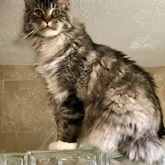 maine coon kittens near me