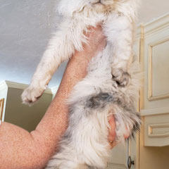 maine coon cats for sale