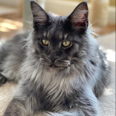 black smoke maine coon