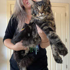 Maine coon breeders in usa