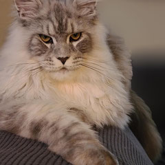 maine coon kittens for sale