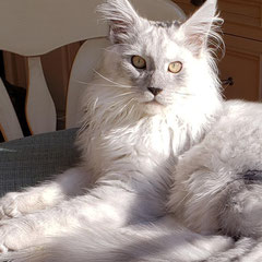 maine coon cats for sale