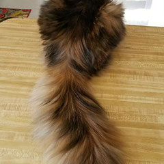 purchase maine coon cat