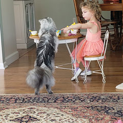 buy maine coon online