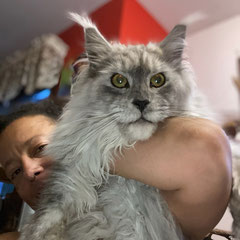 maine coon cat
