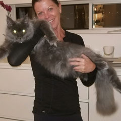 blue maine coon - european maine coon kittens